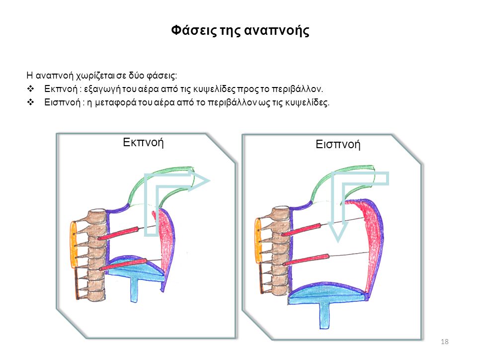 Φάσεις της αναπνοής Εκπνοή Εισπνοή Η αναπνοή χωρίζεται σε δύο φάσεις: