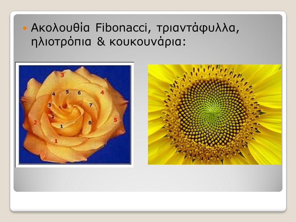 Ακολουθία Fibonacci, τριαντάφυλλα, ηλιοτρόπια & κουκουνάρια: