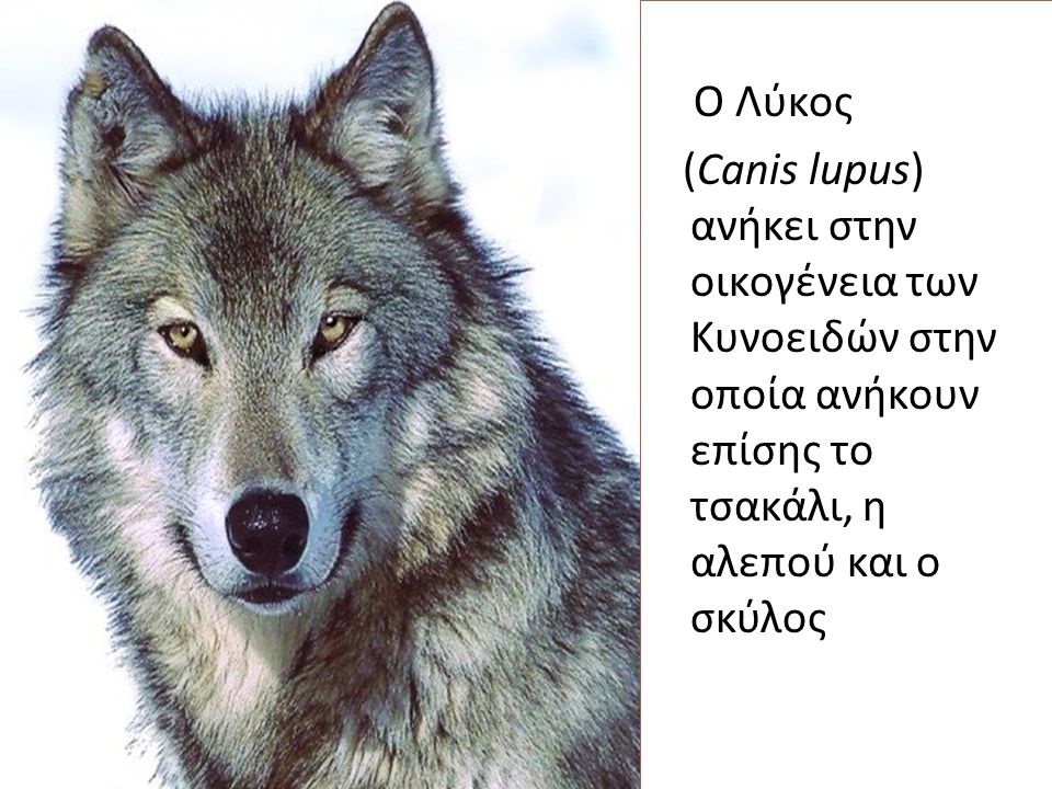 Ο Λύκος (Canis lupus) ανήκει στην οικογένεια των Κυνοειδών στην οποία ανήκουν επίσης το τσακάλι, η αλεπού και ο σκύλος