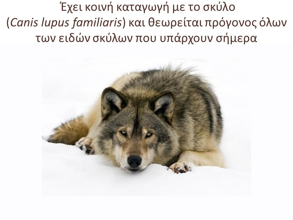 Έχει κοινή καταγωγή με το σκύλο (Canis lupus familiaris) και θεωρείται πρόγονος όλων των ειδών σκύλων που υπάρχουν σήμερα