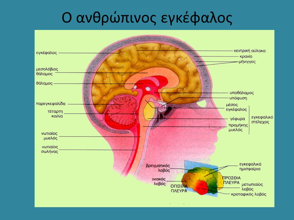 Ο ανθρώπινος εγκέφαλος
