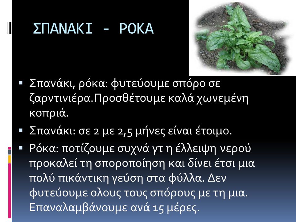ΣΠΑΝΑΚΙ - ΡΟΚΑ Σπανάκι, ρόκα: φυτεύουμε σπόρο σε ζαρντινιέρα.Προσθέτουμε καλά χωνεμένη κοπριά. Σπανάκι: σε 2 με 2,5 μήνες είναι έτοιμο.