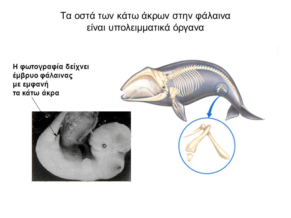 Τα οστά των κάτω άκρων στην φάλαινα είναι υπολειμματικά όργανα