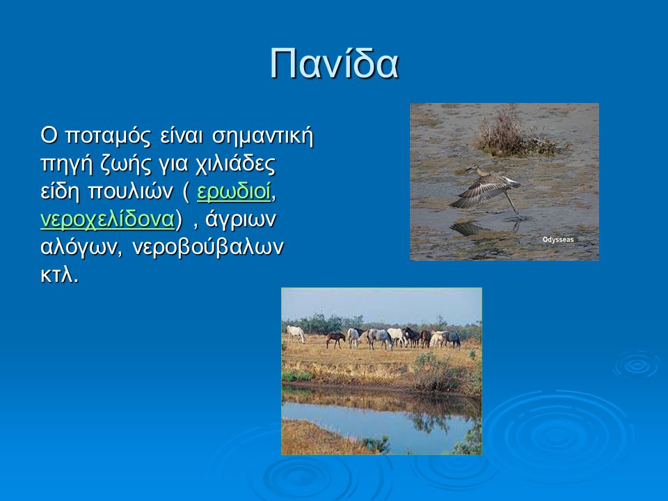 Πανίδα Ο ποταμός είναι σημαντική πηγή ζωής για χιλιάδες είδη πουλιών ( ερωδιοί, νεροχελίδονα) , άγριων αλόγων, νεροβούβαλων κτλ.
