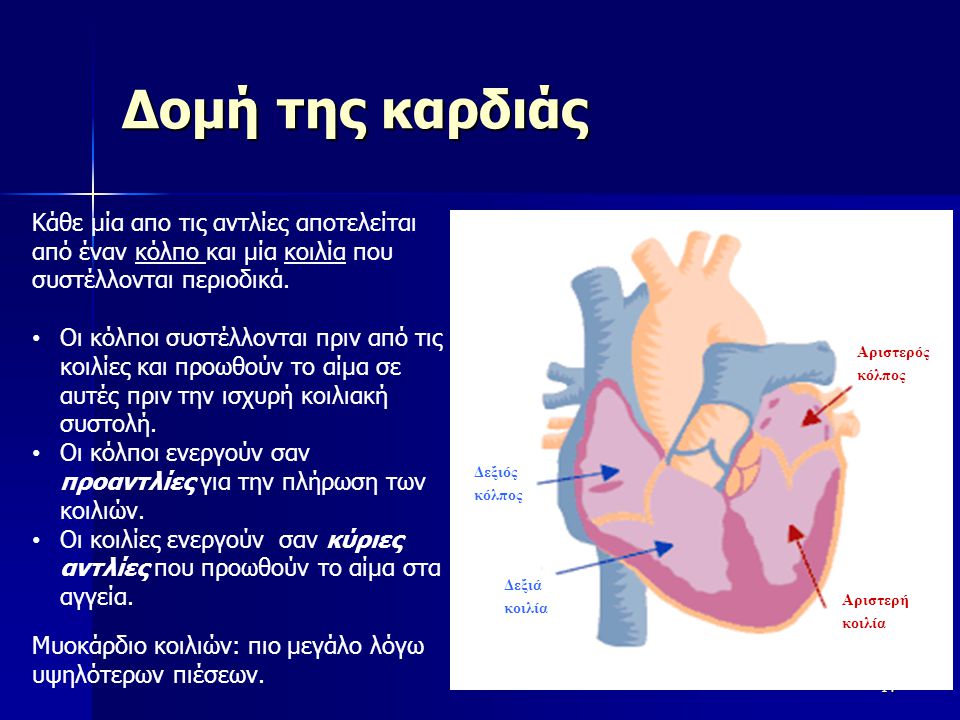 Δομή της καρδιάς Κάθε μία απο τις αντλίες αποτελείται από έναν κόλπο και μία κοιλία που συστέλλονται περιοδικά.