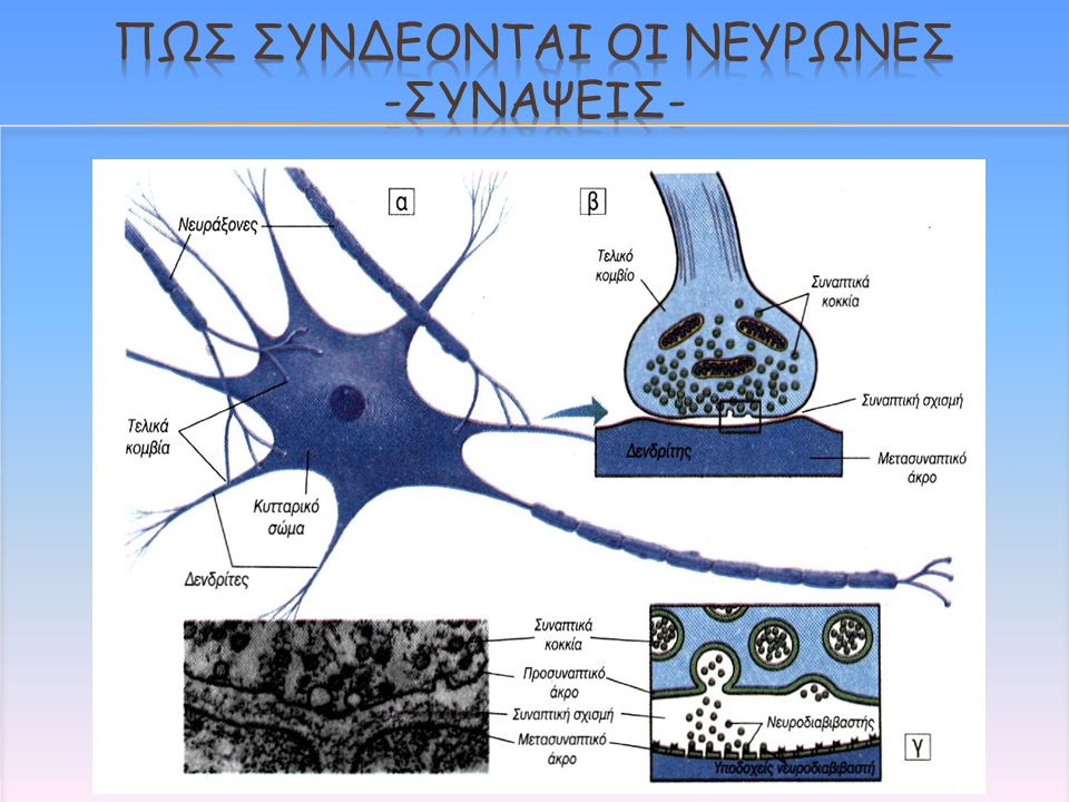 Πως συνδεονται οι νευρωνεσ -συναψεισ-
