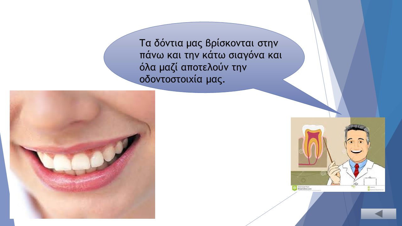 Τα δόντια μας βρίσκονται στην πάνω και την κάτω σιαγόνα και όλα μαζί αποτελούν την οδοντοστοιχία μας.