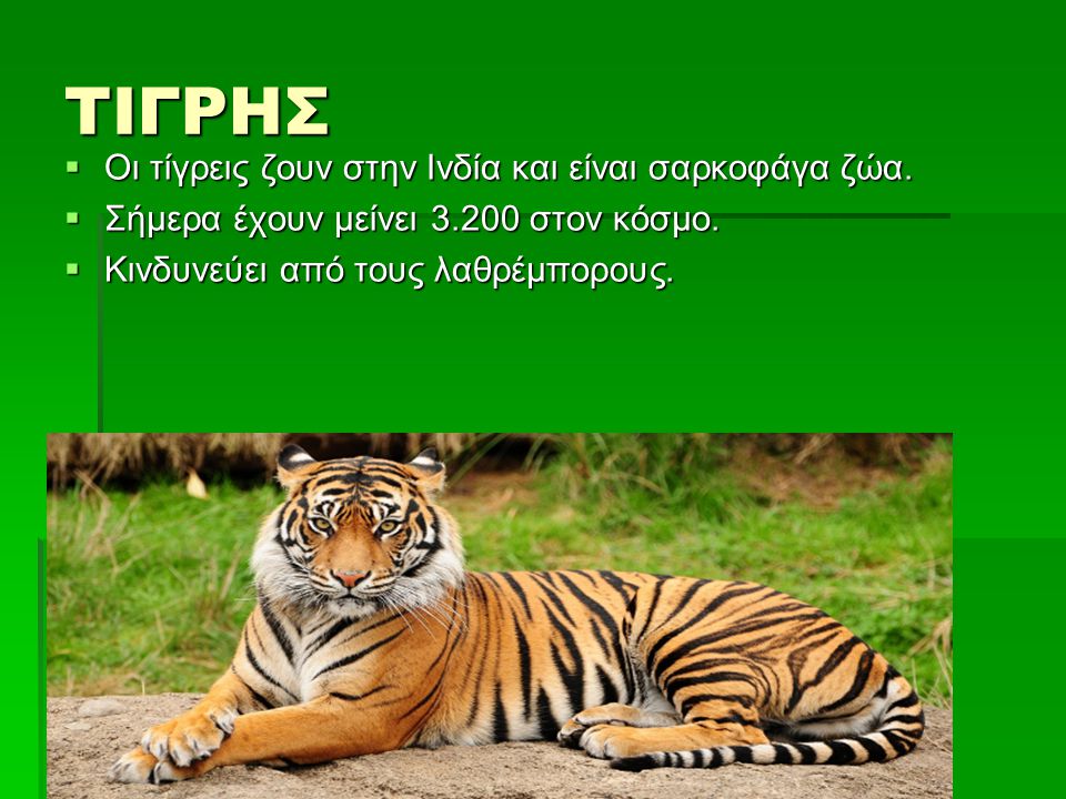 ΤΙΓΡΗΣ Οι τίγρεις ζουν στην Ινδία και είναι σαρκοφάγα ζώα.