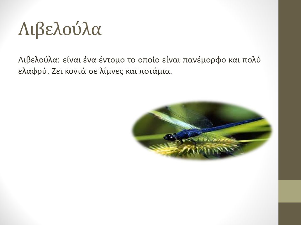 Λιβελούλα Λιβελούλα: είναι ένα έντομο το οποίο είναι πανέμορφο και πολύ ελαφρύ.