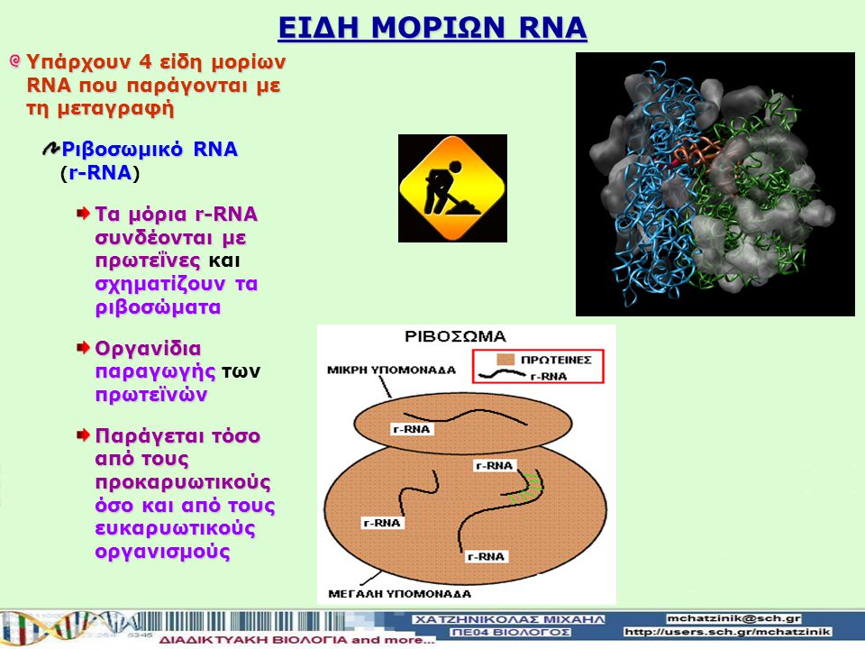 ΕΙΔΗ ΜΟΡΙΩΝ RNA Υπάρχουν 4 είδη μορίων RNA που παράγονται με τη μεταγραφή. Ριβοσωμικό RNA (r-RNA)
