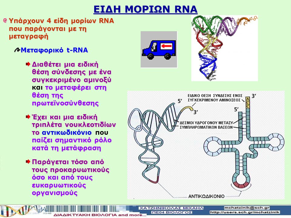 ΕΙΔΗ ΜΟΡΙΩΝ RNA Υπάρχουν 4 είδη μορίων RNA που παράγονται με τη μεταγραφή. Μεταφορικό t-RNA.