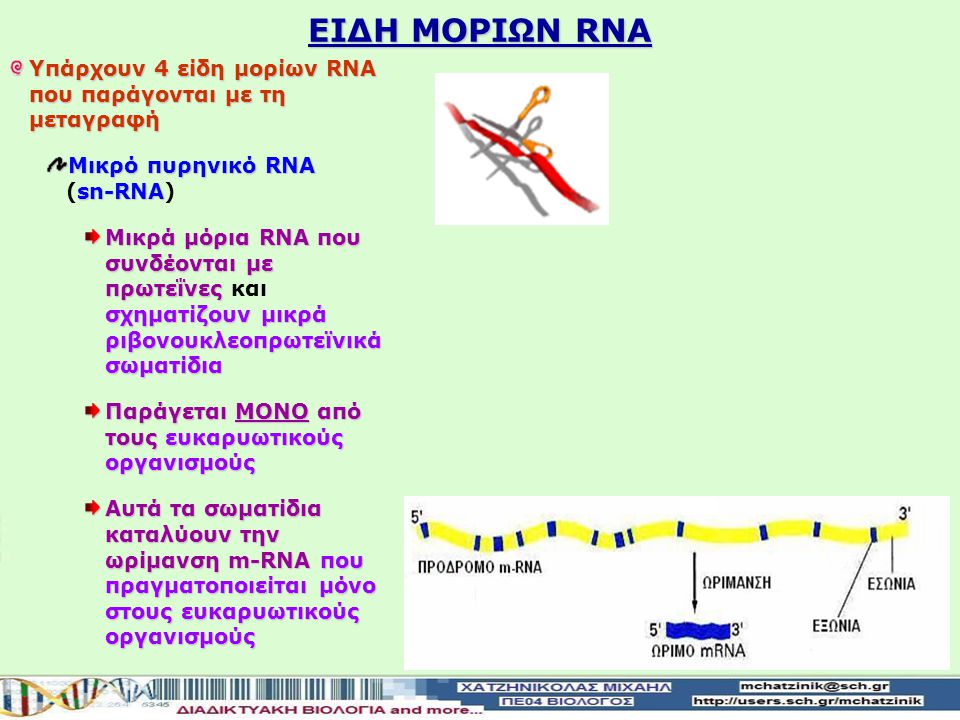 ΕΙΔΗ ΜΟΡΙΩΝ RNA Υπάρχουν 4 είδη μορίων RNA που παράγονται με τη μεταγραφή. Μικρό πυρηνικό RNA (sn-RNA)