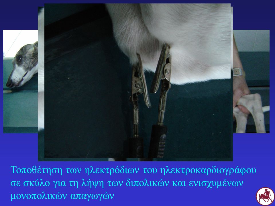 Τοποθέτηση των ηλεκτρόδιων του ηλεκτροκαρδιογράφου σε σκύλο για τη λήψη των διπολικών και ενισχυμένων μονοπολικών απαγωγών