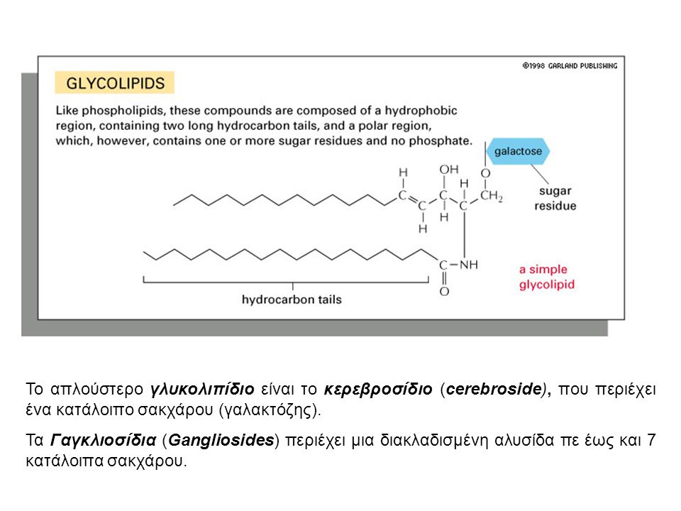 Το απλούστερο γλυκολιπίδιο είναι το κερεβροσίδιο (cerebroside), που περιέχει ένα κατάλοιπο σακχάρου (γαλακτόζης).