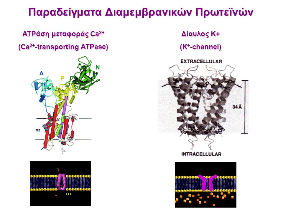 Παραδείγματα Διαμεμβρανικών Πρωτεϊνών (Ca2+-transporting ATPase)
