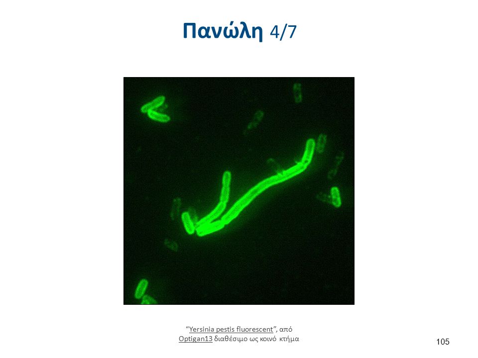 Πανώλη 5/7 Xenopsylla chepsis (oriental rat flea) , από 7mike5000 διαθέσιμο ως κοινό κτήμα