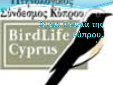 Ζ, iii. Accipiter brevipes Περιγραφή : Δεν επισκέπτεται την Κύπρο κάθε χρόνο. Βιότοποι : δάση. Μέγεθος (cm) : 33-48 Σπάνιος Επισκέπτης. Μπορεί να παρατηρηθεί.