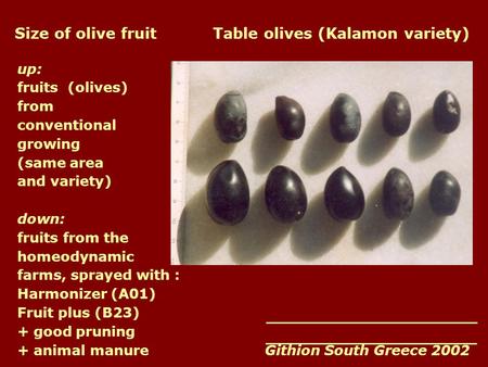 Size of olive fruit Table olives (Kalamon variety) up: fruits (olives) from conventional growing (same area and variety) down: fruits from the homeodynamic.