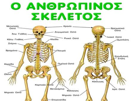 ΣΚΕΛΕΤΙΚΟ ΣΥΣΤΗΜΑ  Ο σκελετός αποτελείται από 206 οστά και χωρίζεται: