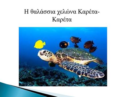 Η θαλάσσια χελώνα Καρέτα-Καρέτα