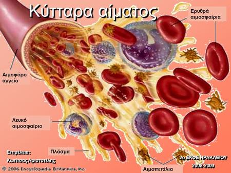Κύτταρα αίματος Ερυθρά αιμοσφαίρια Αιμοφόρο αγγείο Λευκό αιμοσφαίριο