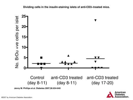 Dividing cells in the insulin-staining islets of anti-CD3–treated mice