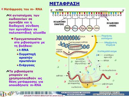 ΜΕΤΑΦΡΑΣΗ Μετάφραση του m- RNA