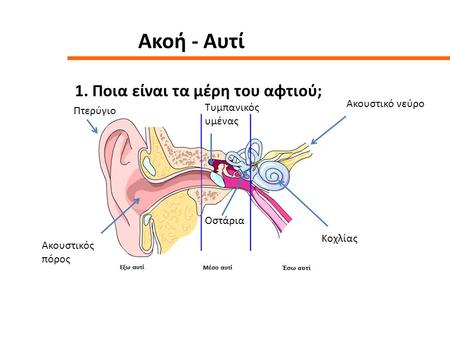Ακοή - Αυτί 1. Ποια είναι τα μέρη του αφτιού; Ακουστικό νεύρο