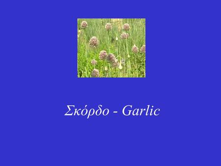 Σκόρδο - Garlic. Το σκόρδο είναι ο φρέσκος βολβός του Allium sativum L. που ανήκει στην οικογένεια των Amaryllidaceae/Liliaceae. Είναι φυτό ετήσιο, ποώδες.