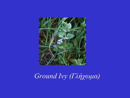 Ground Ivy (Γλήχωμα).