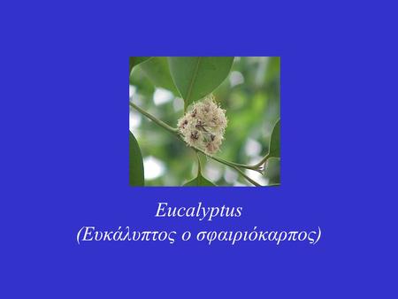 Eucalyptus (Ευκάλυπτος ο σφαιριόκαρπος)