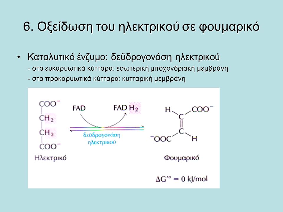Image result for οξειδωση ηλεκτρικό οξυ σε φουμαρικό οξύ