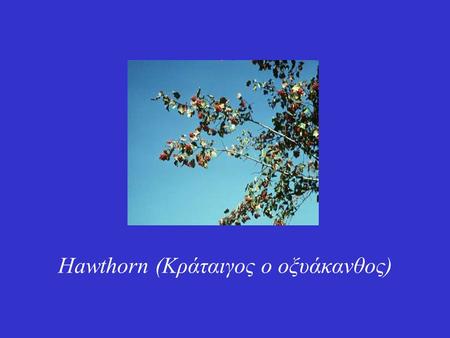 Hawthorn (Κράταιγος ο οξυάκανθος)