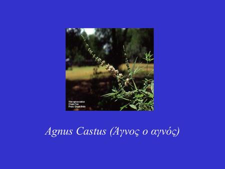Agnus Castus (Άγνος ο αγνός)
