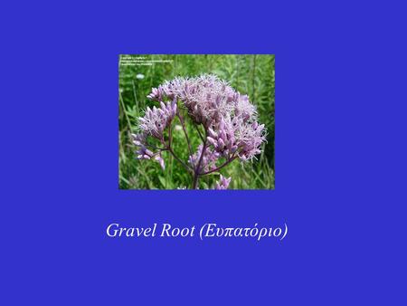 Gravel Root (Ευπατόριο)