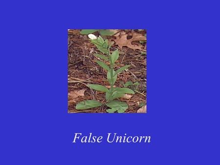 False Unicorn. Ανήκει στην οικογένεια των Liliaceae. Όσον αφορά την χημική σύσταση του φυτού οι πληροφορίες είναι περιορισμένες. Έχει αναφερθεί ότι περιέχει.