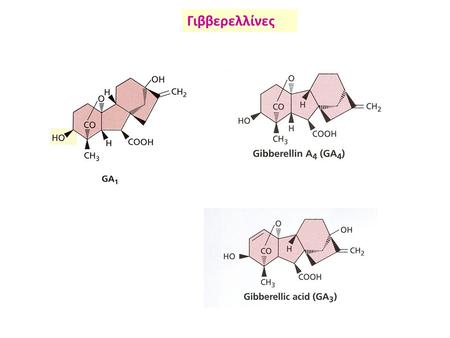 Γιββερελλίνες.