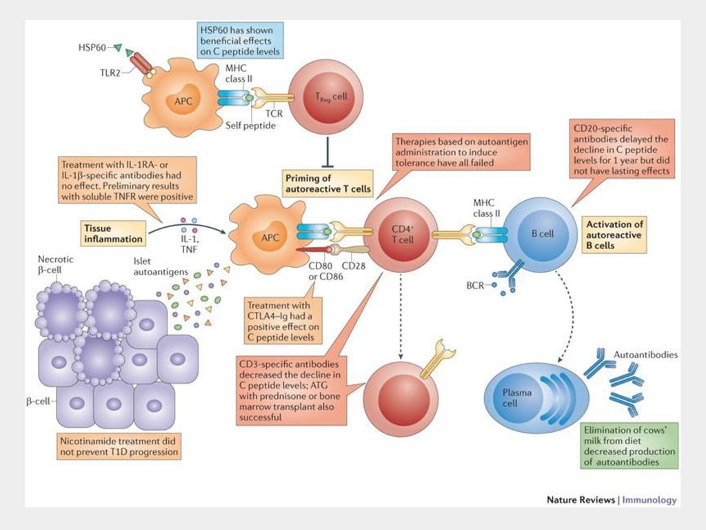 Первый тип. Сахарный диабет 1 типа иммунология. Сахарный диабет схема иммунология. Сахарный диабет аутоиммунное заболевание механизм. Патогенез аутоиммунного сахарного диабета 1 типа.
