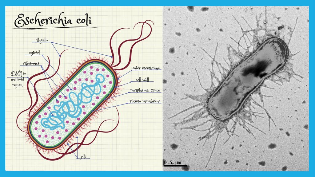Panel gastrointestinal (bacterii, paraziti, virusuri) | Bioclinica