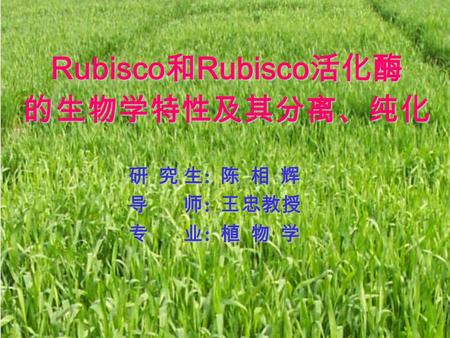 Rubisco 和 Rubisco 活化酶 的生物学特性及其分离、纯化 研 究 生 : 陈 相 辉 导 师 : 王忠教授 专 业 : 植 物 学.