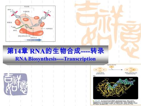第 14 章 RNA 的生物合成 ---- 转录 RNA Biosynthesis----Transcription.