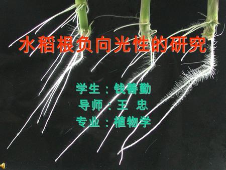 水稻根负向光性的研究 学生：钱善勤 导师：王 忠 专业：植物学.