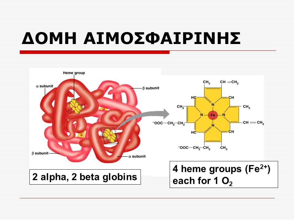 Image result for δομη αιμοσφαιρινης