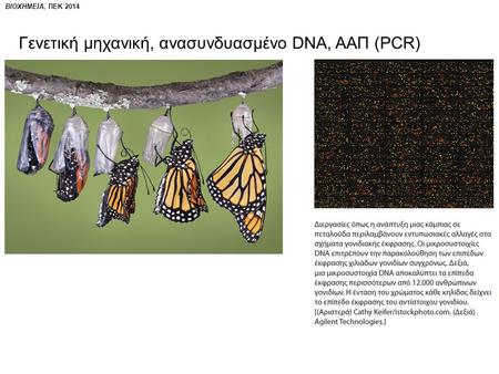 ΒΙΟΧΗΜΕΙΑ, ΠΕΚ 2014 Γενετική μηχανική, ανασυνδυασμένο DNA, ΑΑΠ (PCR)
