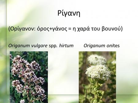 Ρίγανη (Ορίγανον: όρος+γάνος = η χαρά του βουνού) Origanum vulgare spp. hirtum Origanum onites.