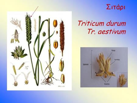 Σιτάρι Triticum durum Tr. aestivum e. Σκοπός καλλιέργειας 1.Παραγωγή καρπού - αλευροποιία (γλιαδίνη / γλουτελίνη ) γλουτένη……. …..αντοχή αλεύρου - ζυμαρικά.