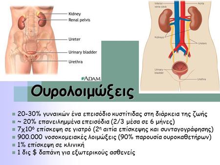 Ουρολοιμώξεις 20-30% γυναικών ένα επεισόδιο κυστίτιδας στη διάρκεια της ζωής ~ 20% επανειλημμένα επεισόδια (2/3 μέσα σε 6 μήνες) 7χ10 6 επίσκεψη σε γιατρό.