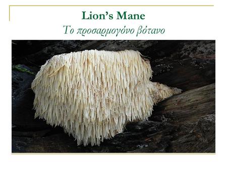 Lion’s Mane To προσαρμογόνο βότανο. Lion’s Mane Νευρικό σύστημα Ανοσοποιητικό σύστημα Hericium Erinaceus.