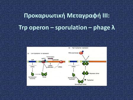 Προκαρυωτική Μεταγραφή ΙΙΙ: Trp operon – sporulation – phage λ