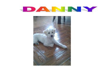 Ο Danny γεννήθηκε στις 21 Σεπτεμβρίου του 2013. Είναι ένα πολύ όμορφο και έξυπνο σκυλί. Η ράτσα του είναι TERRIER.